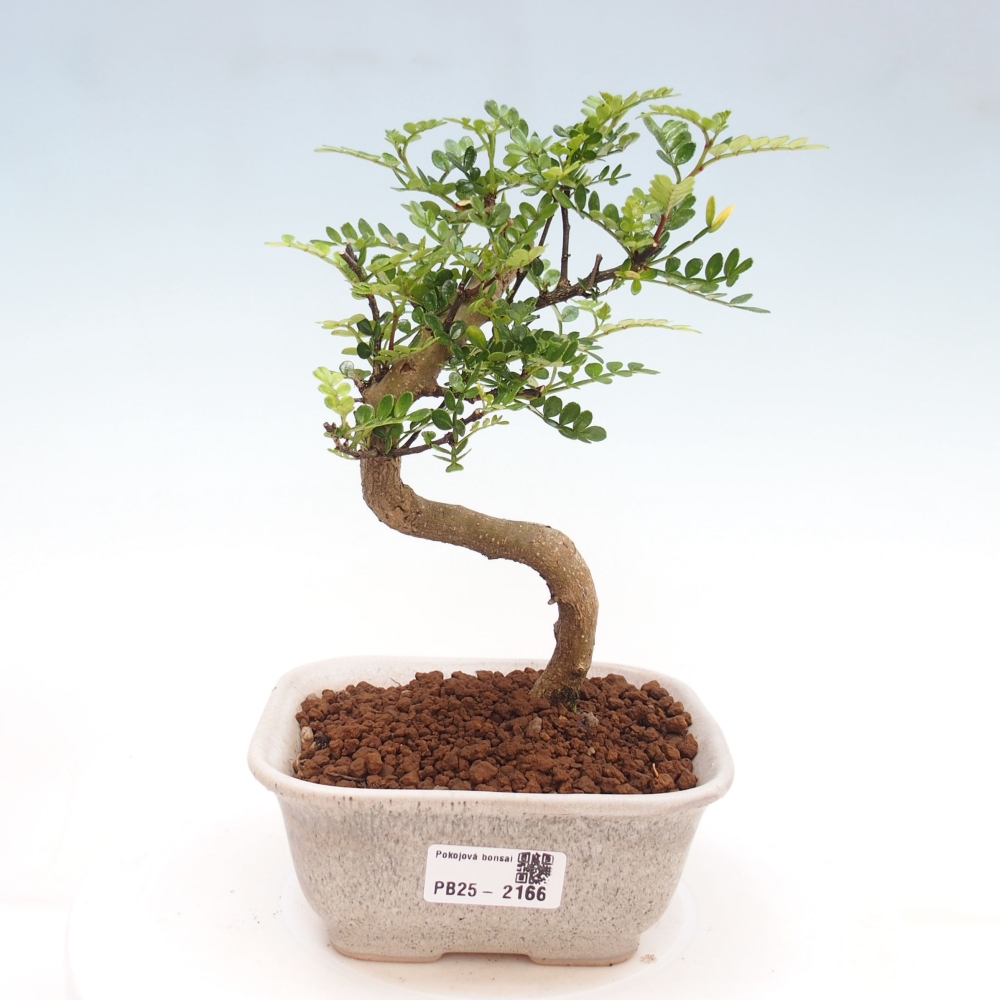 Indoor Bonsai -Ligustrum chinensis - Vogelschnabel