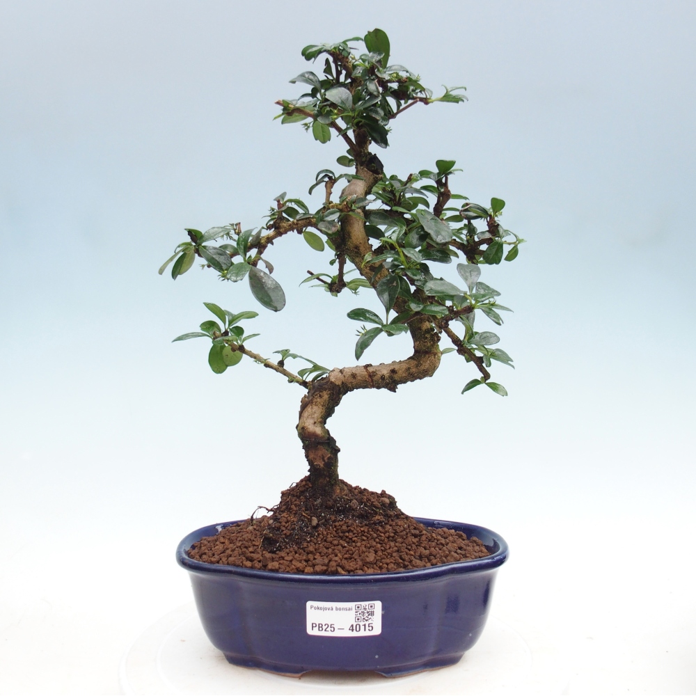 Zimmer-Bonsai - Carmona macrophylla - Tee-Fuki