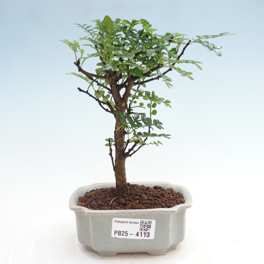 Zimmer Bonsai - Zantoxylum piperitum - Pfefferbaum