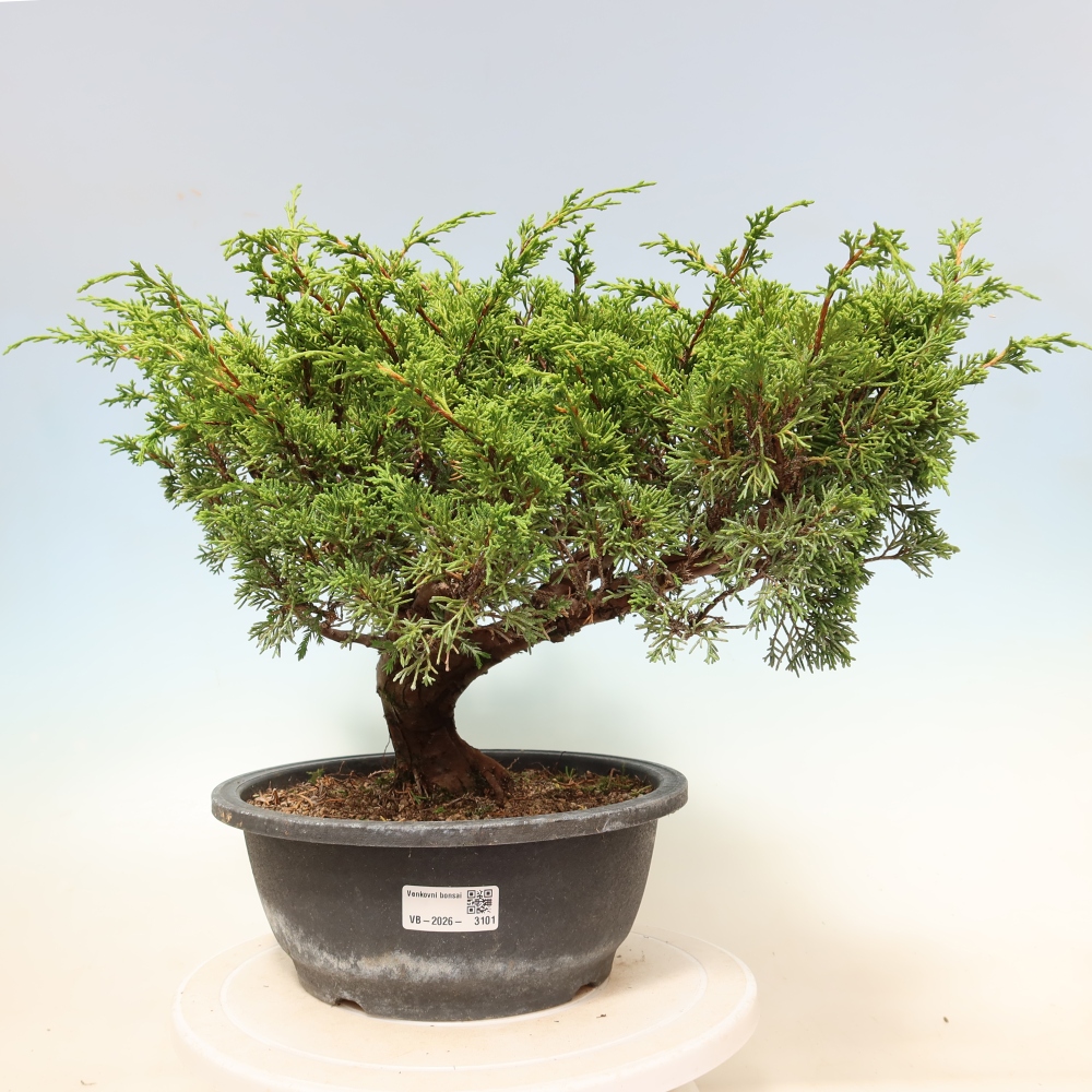 Bonsai für draußen - Juniperus chinensis Itoigawa-Juniperus chinensis