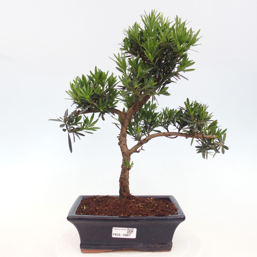 Zimmerbonsai - Podocarpus - Stein-Eibe