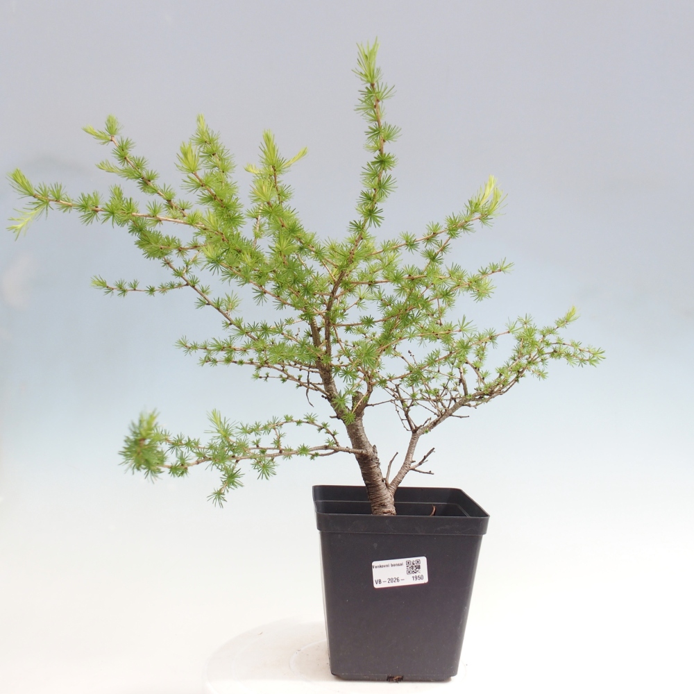 Bonsai für draußen -Larix decidua - Lärche