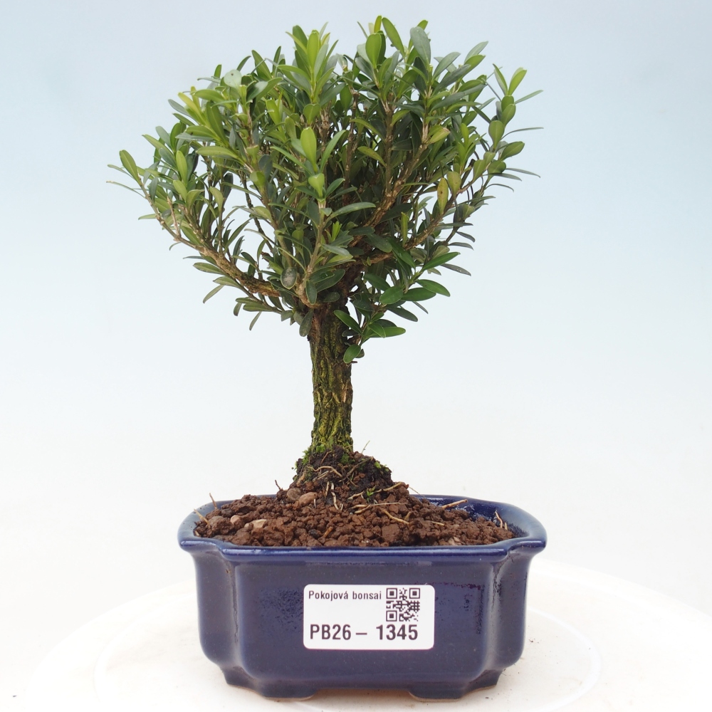 Zimmer Bonsai - Buxus harlandii - Korkbuxus
