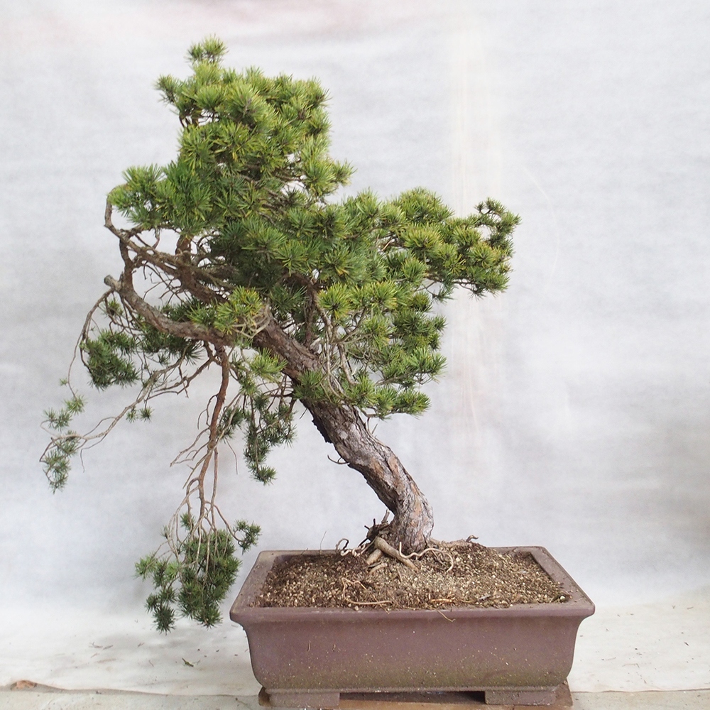Yamadori - Pinus sylvestris 