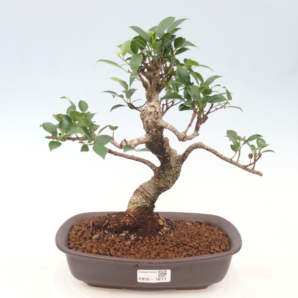Zimmerbonsai - Ficus kimmen - Kleinblättriger Ficus
