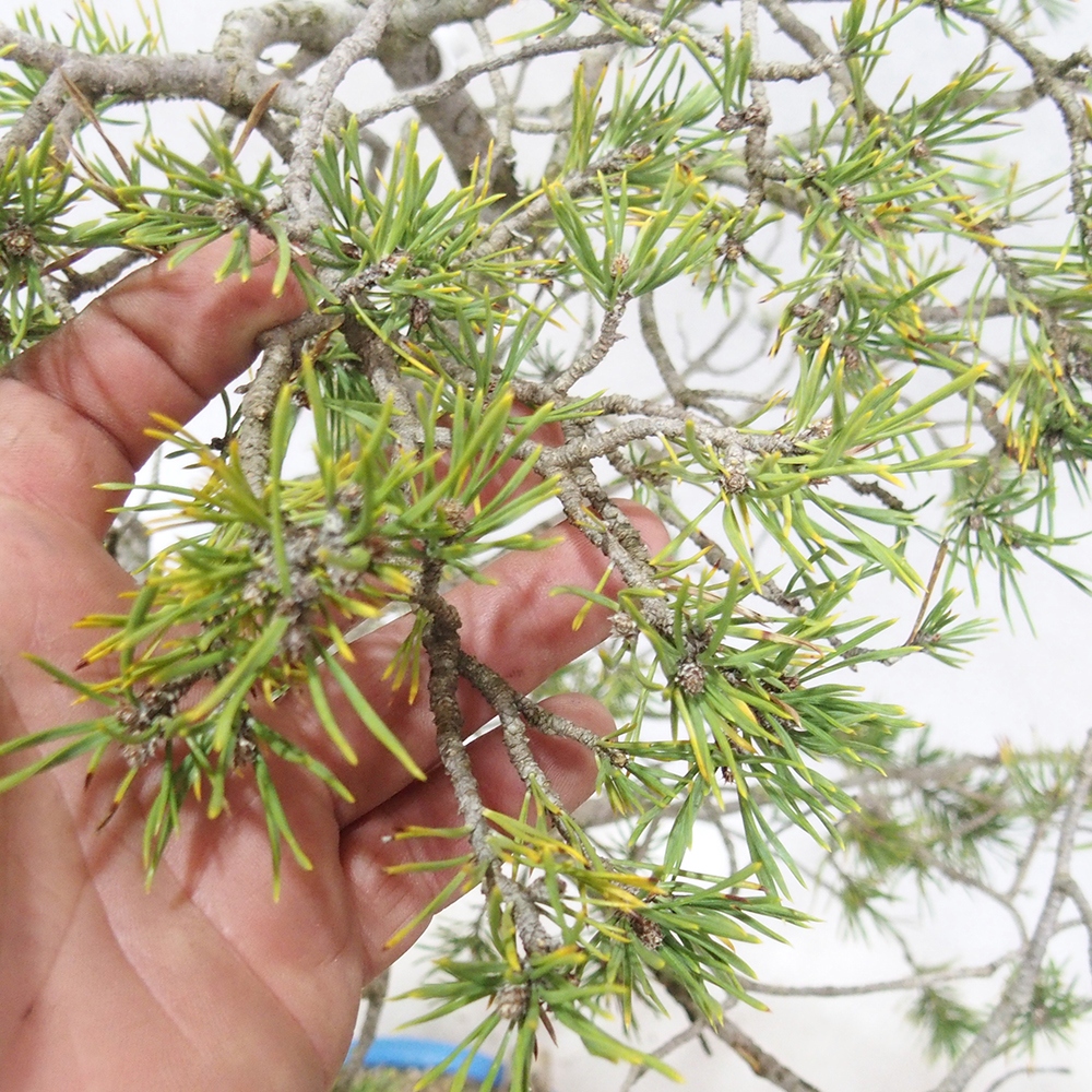 Yamadori - Pinus sylvestris 