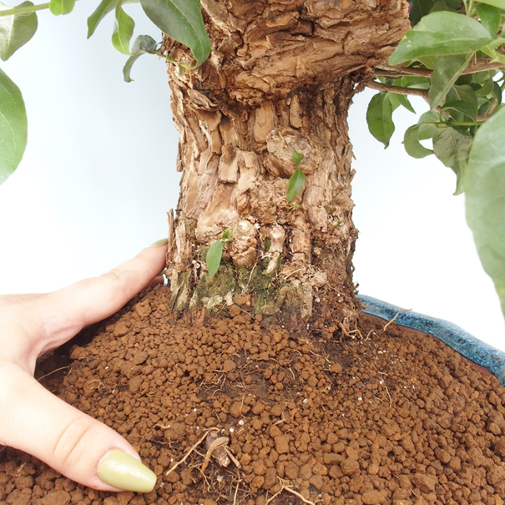 Indoor Bonsai - Bouganwilea