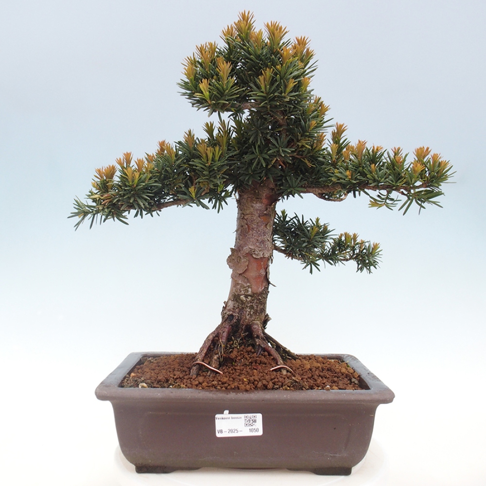 Bonsai im Freien - Taxus cuspidata - Japanische Eibe