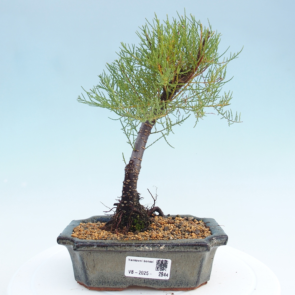 Bonsai im Freien - Tamarix - Tamarix