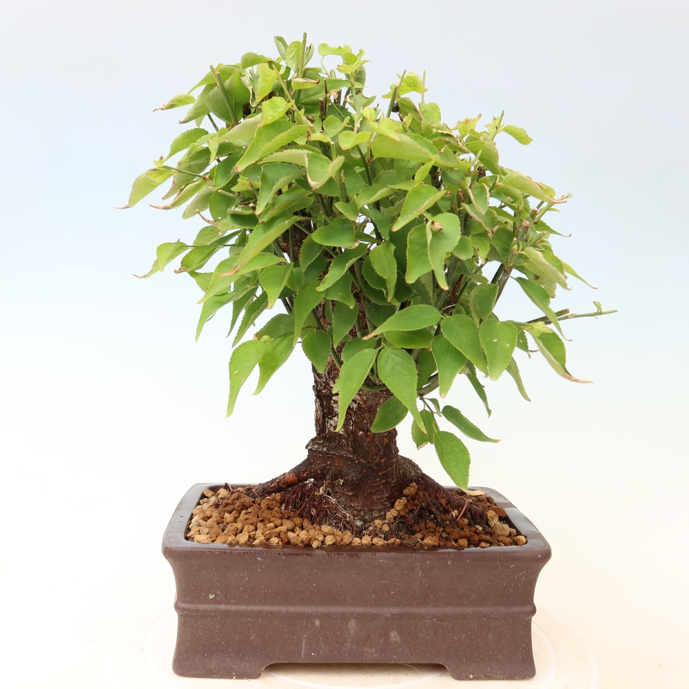 Bonsai für den Außenbereich – Japanischer Aprikosenbaum – Prunus Mume