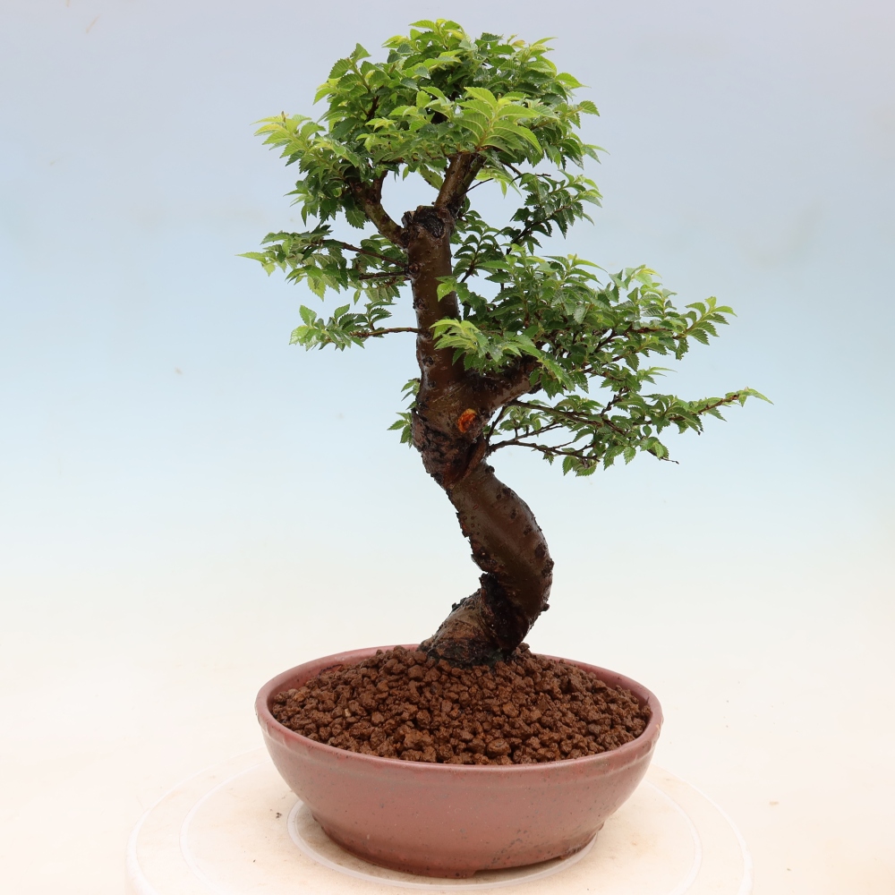Bonsai für den Außenbereich – Ulmus Jacqueline Hillier – Pappelulme