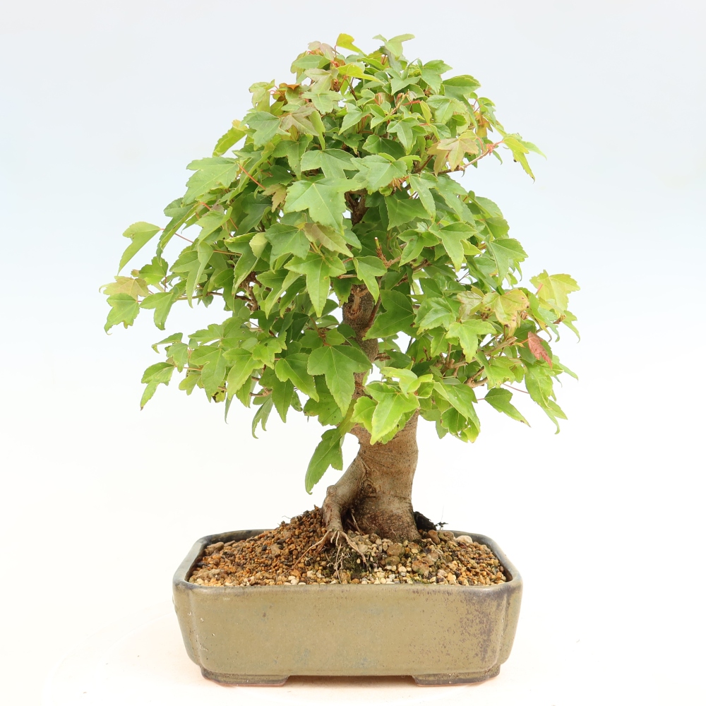 Bonsai für draußen - Ahorn Burger - Acer Burgerianum