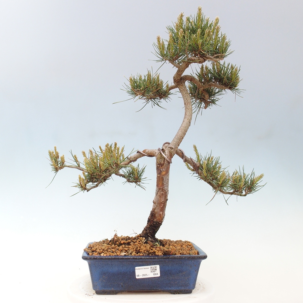 Bonsai im Freien - Pinus Sylvestris - Waldkiefer