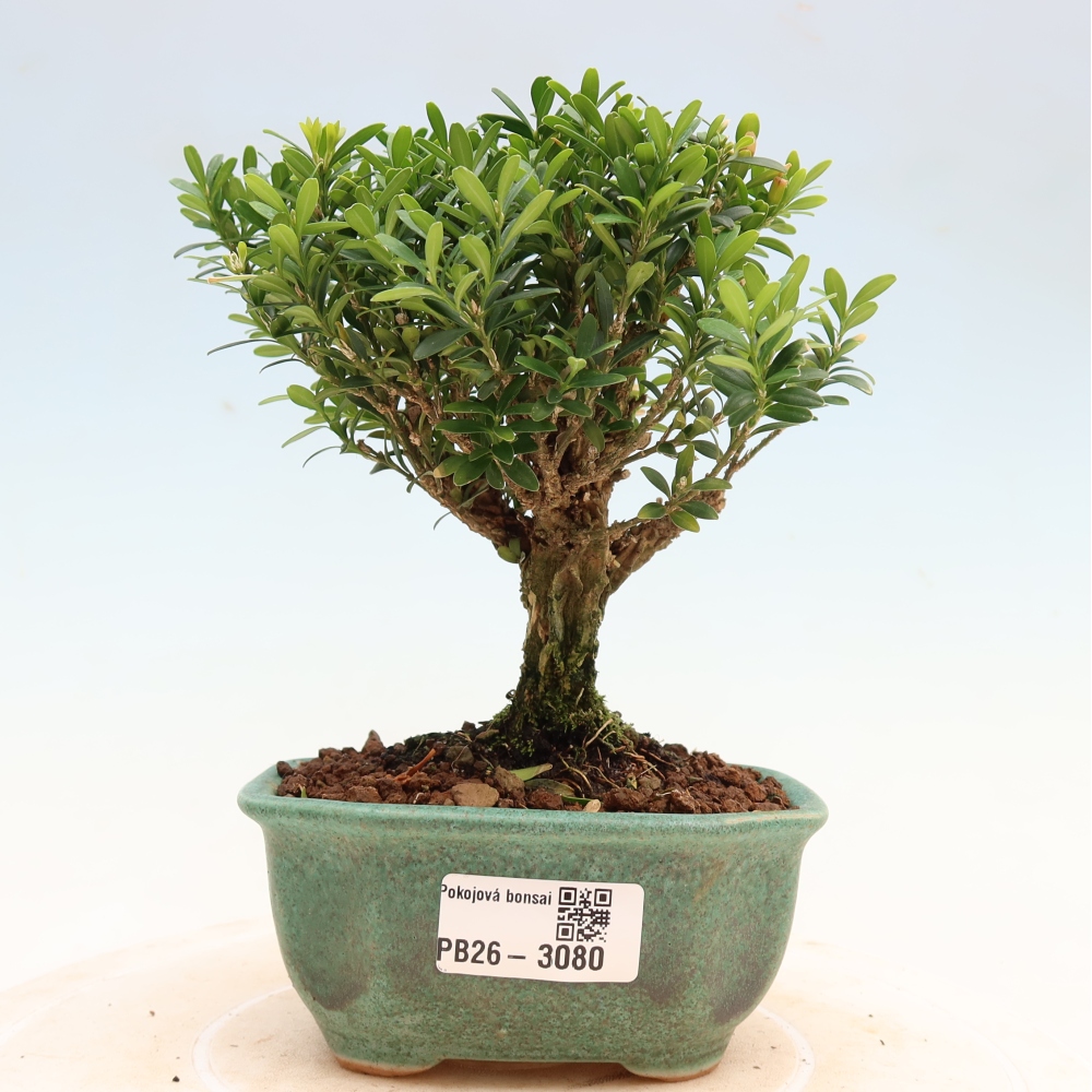 Zimmer Bonsai - Buxus harlandii - Korkbuxus