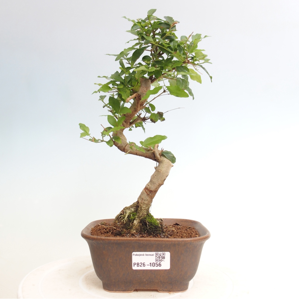 Zimmer Bonsai -Ligustrum chinensis - Vogelschnabel