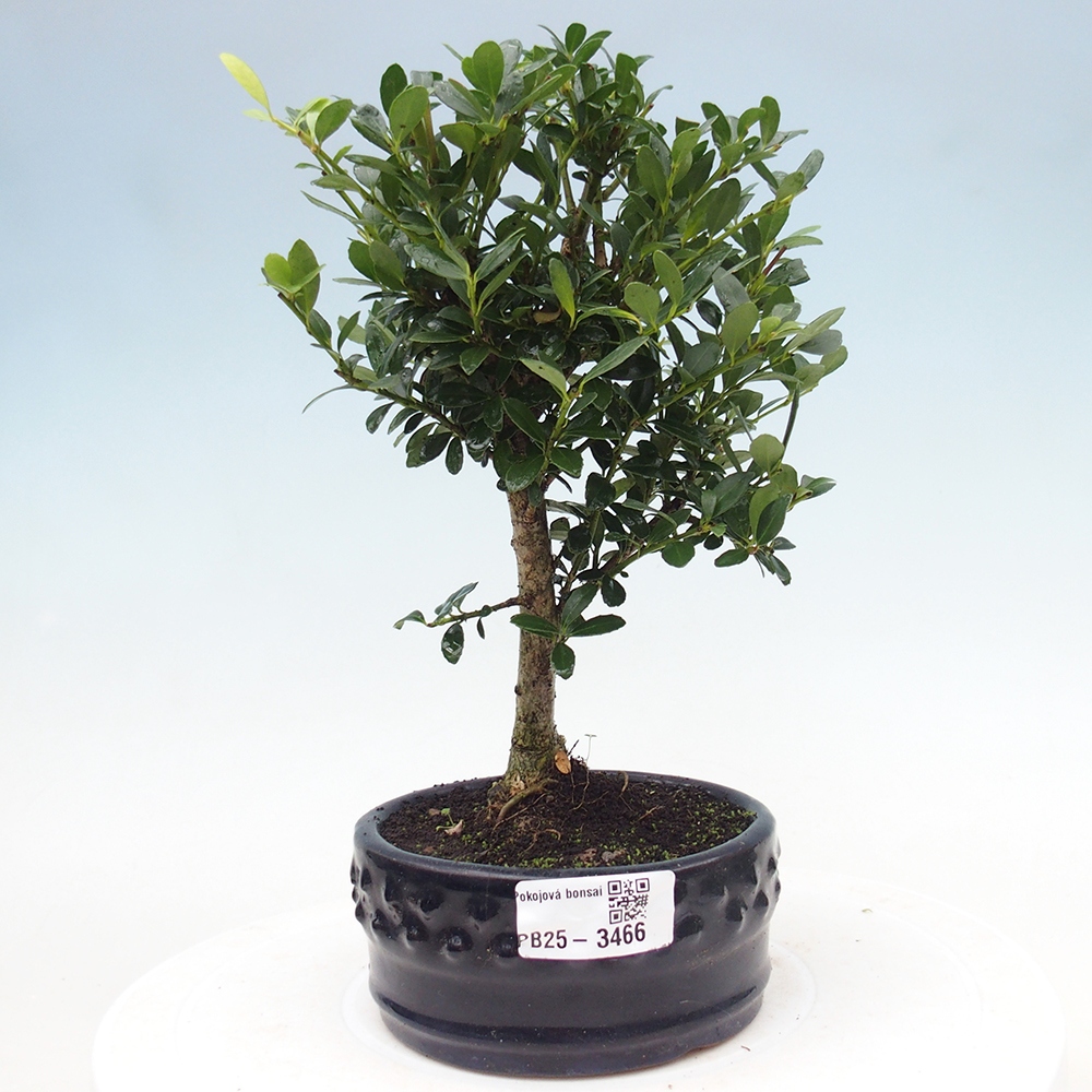 Zimmer Bonsai - Ilex crenata - Stechpalme