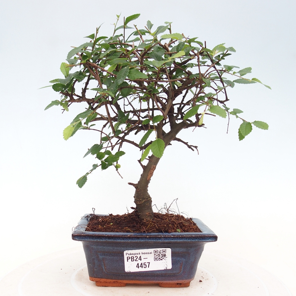 Zimmerbonsai - Ulmus parvifolia - Kleinblättrige Ulme