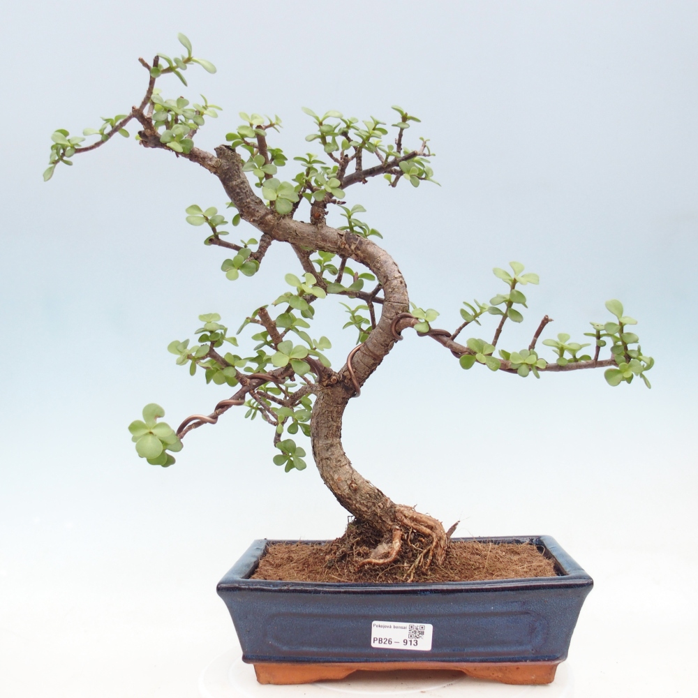 Zimmer Bonsai - Portulakaria Afra - Tlustice