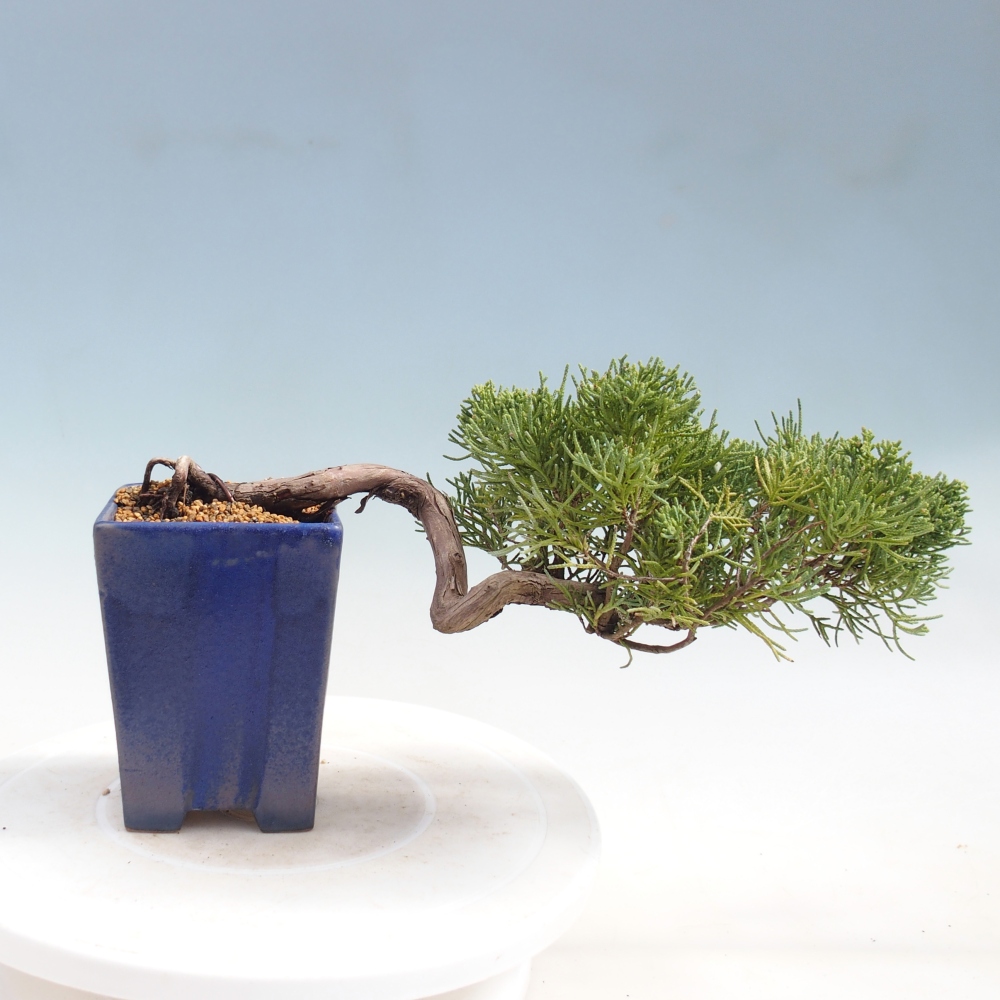 Bonsai für draußen - Juniperus chinensis Kishu