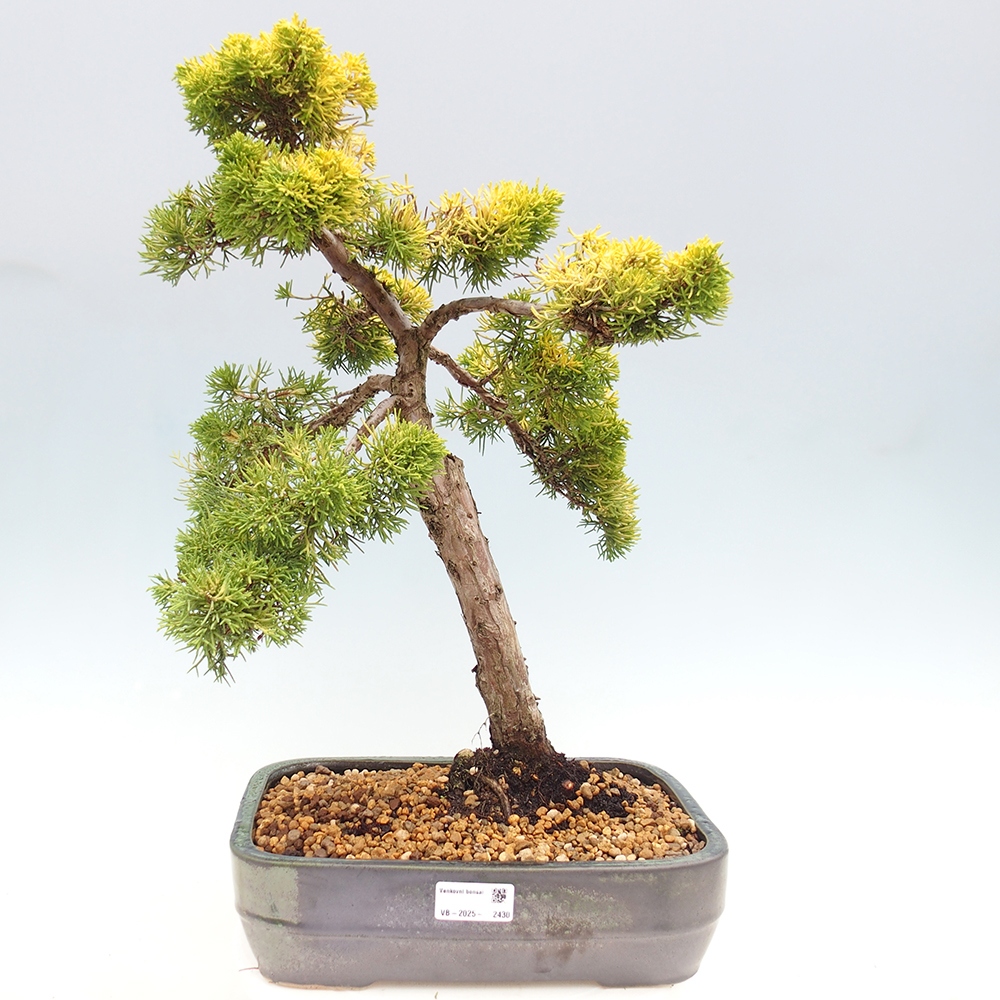Bonsai im Freien - Juniperus chinensis plumosa aurea - Chinesischer Goldwacholder