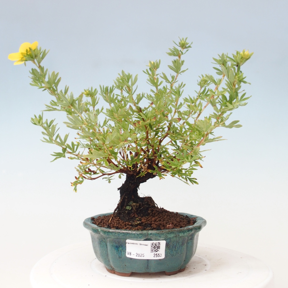 Outdoor-Bonsai-Fingerkraut - Potentila fruticosa gelber Vogel