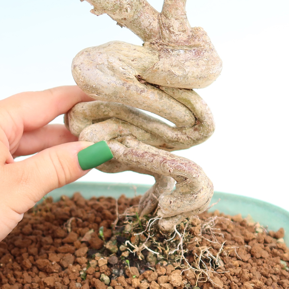 Zimmerbonsai – Lagerstroemia indica – Indischer Flieder