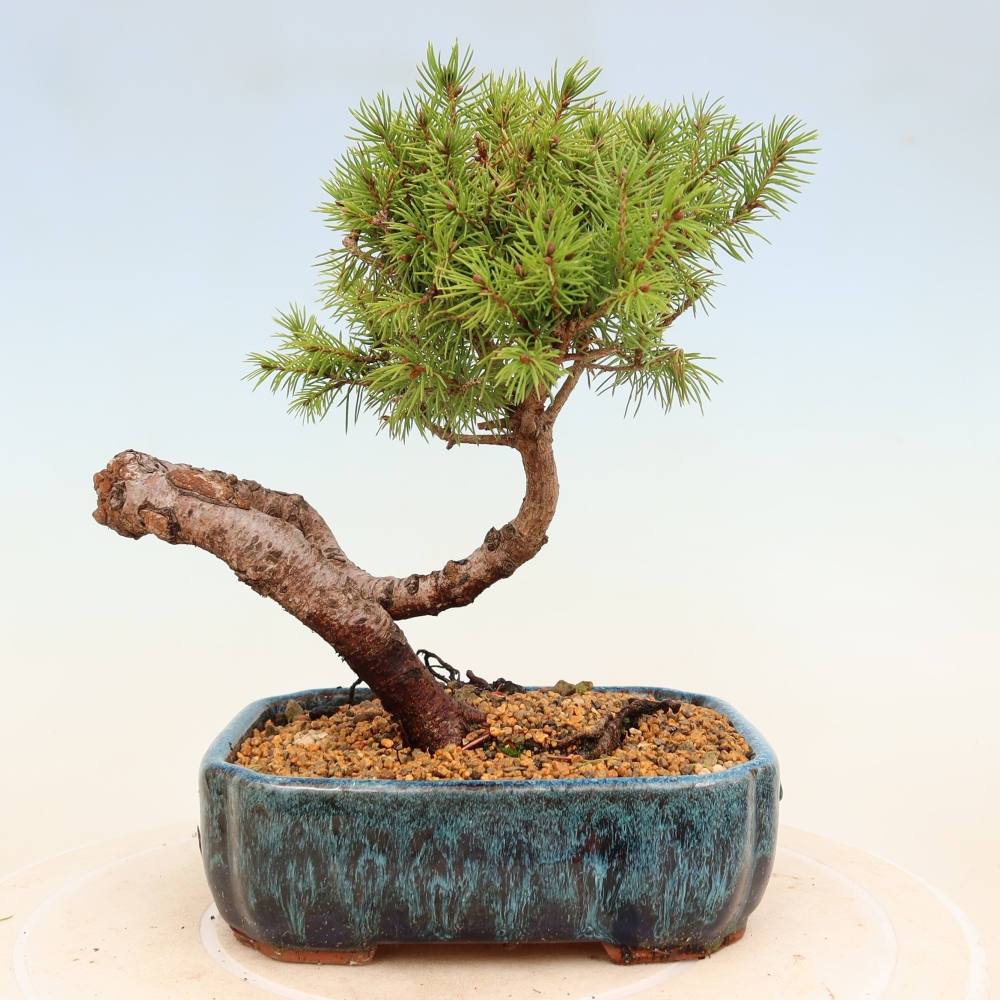 Bonsai für draußen - Fichte - Picea glauca globe