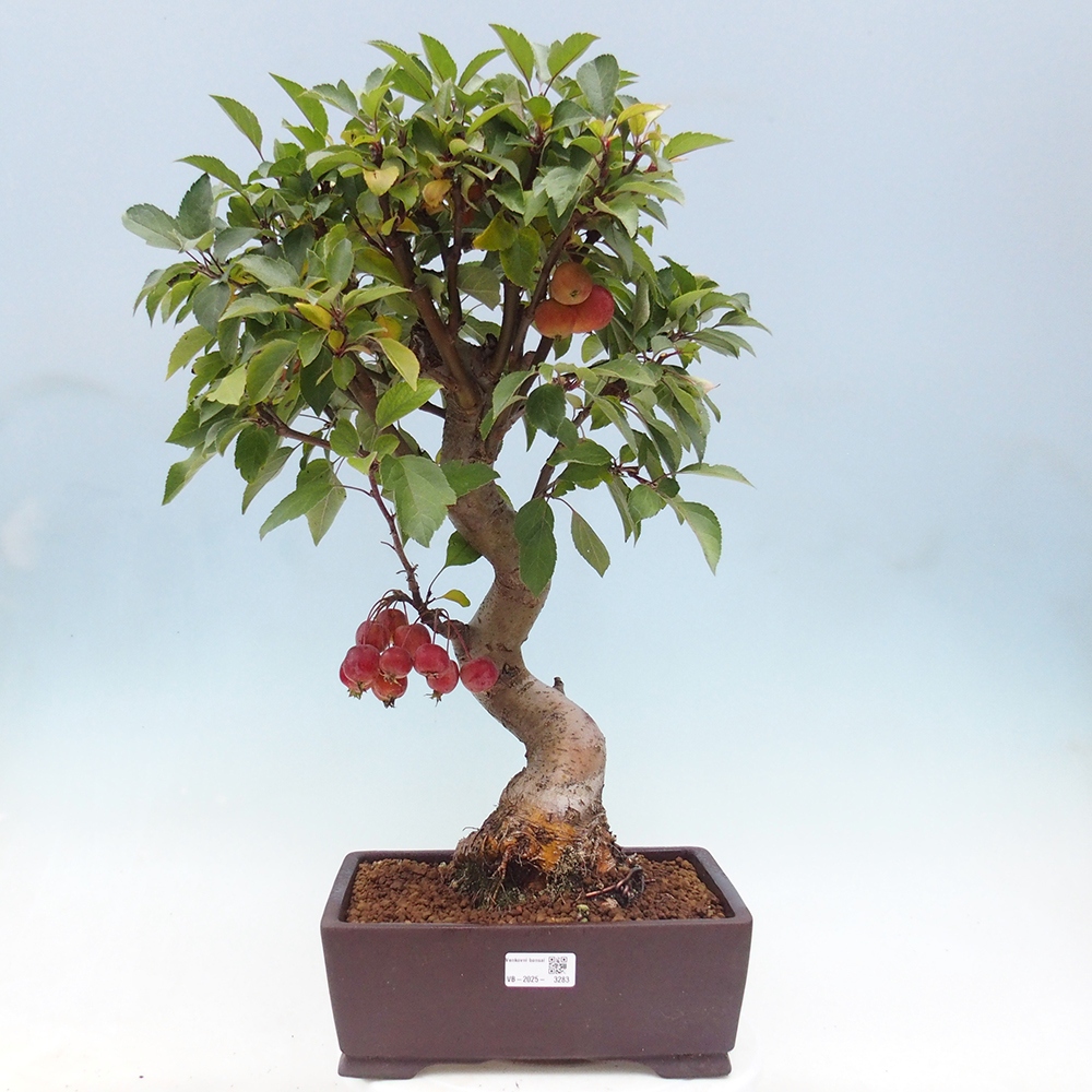 Bonsai im Freien - Malus halliana - Kleinfruchtiger Apfelbaum