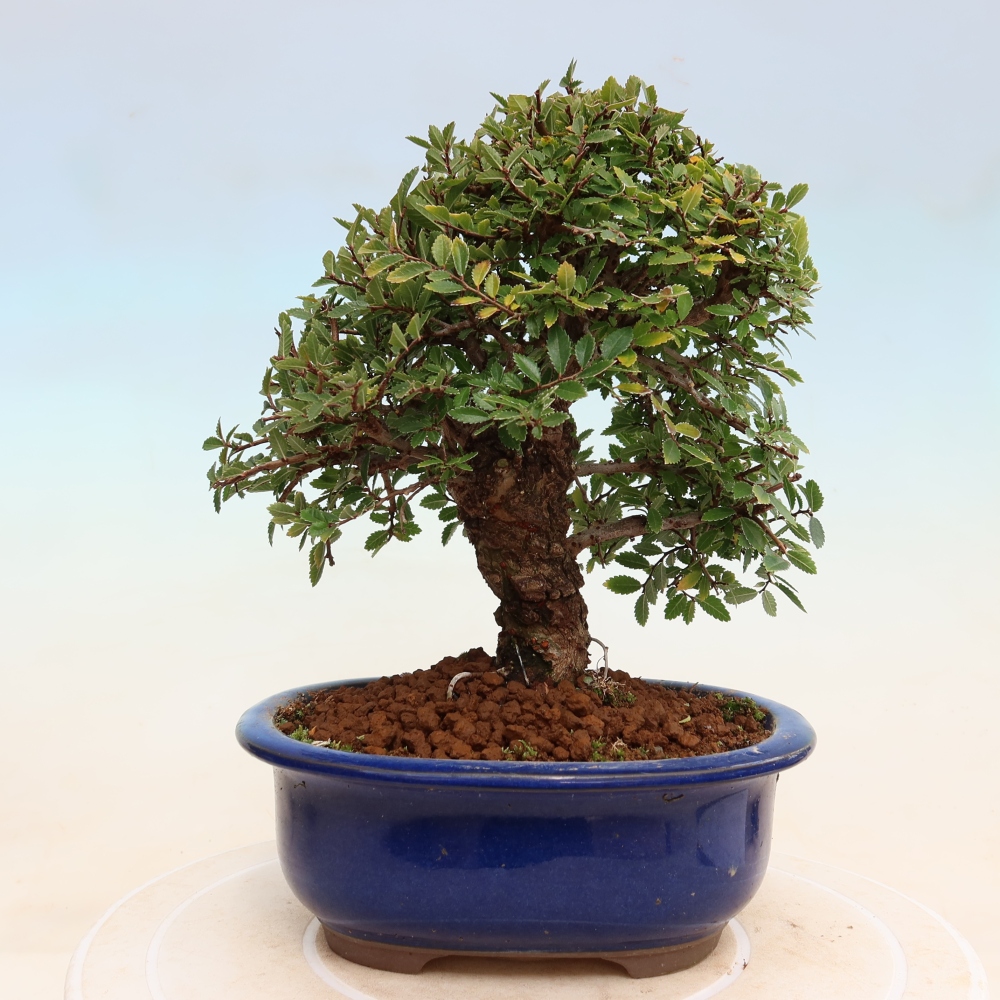 Bonsai für draußen - Zelkova - Zelkova NIRE