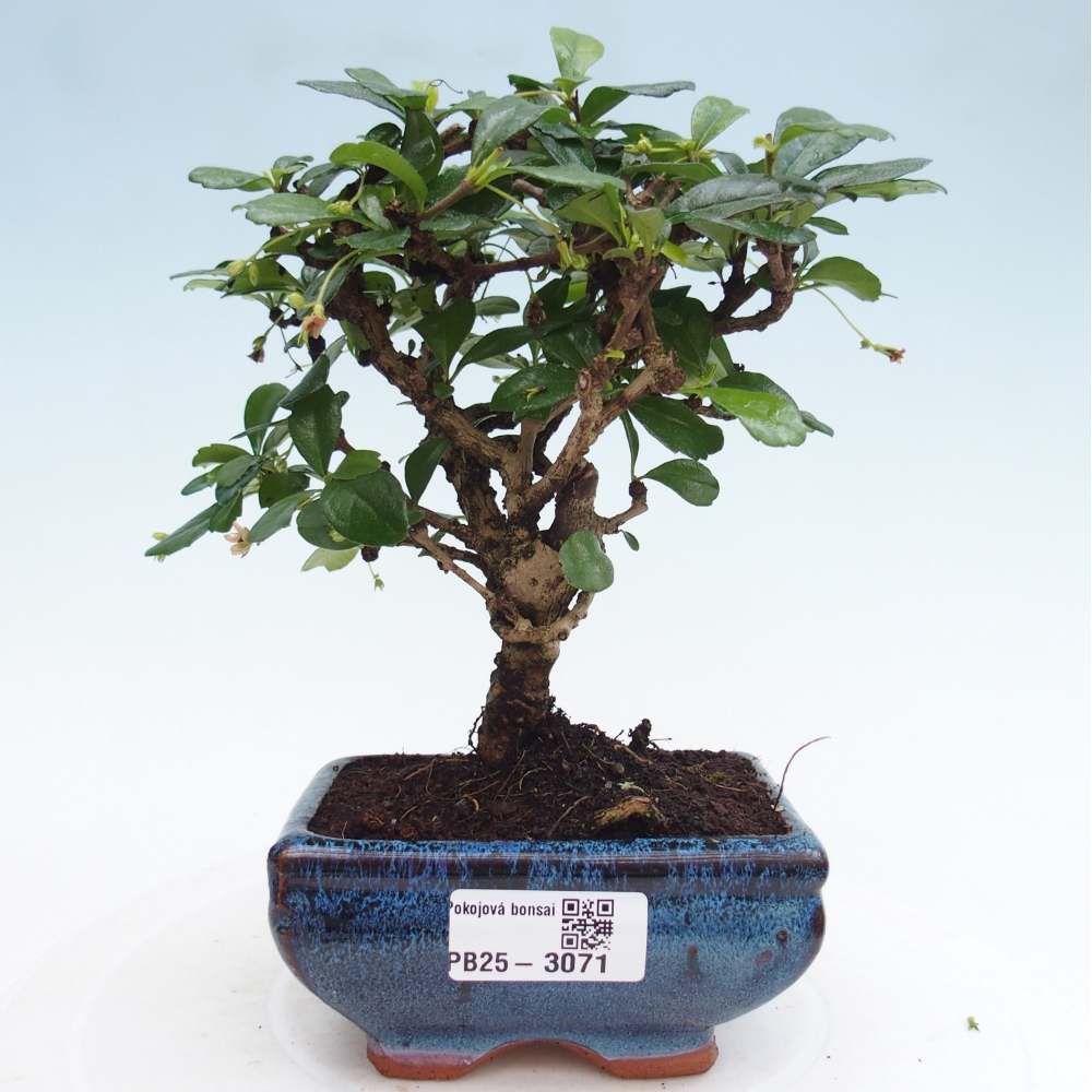 Zimmerbonsai - Carmona Macrophylla - Fuki-Tee
