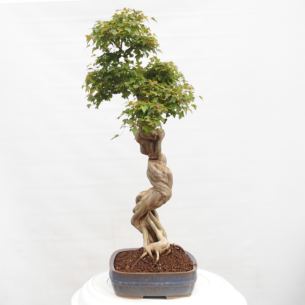 Bonsai im Freien - Ahorn Buergerianum - Burger Maple