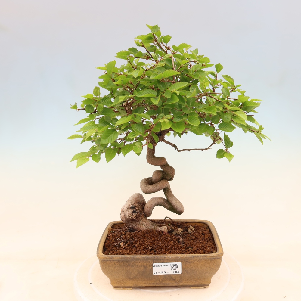 Bonsai für draußen - Karpinus Coreana - Koreanische Hainbuche