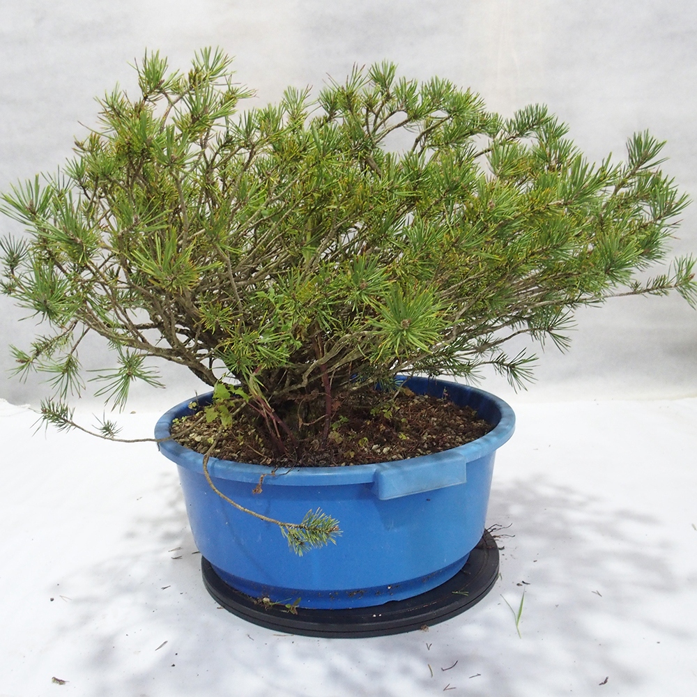 Yamadori - Pinus sylvestris 