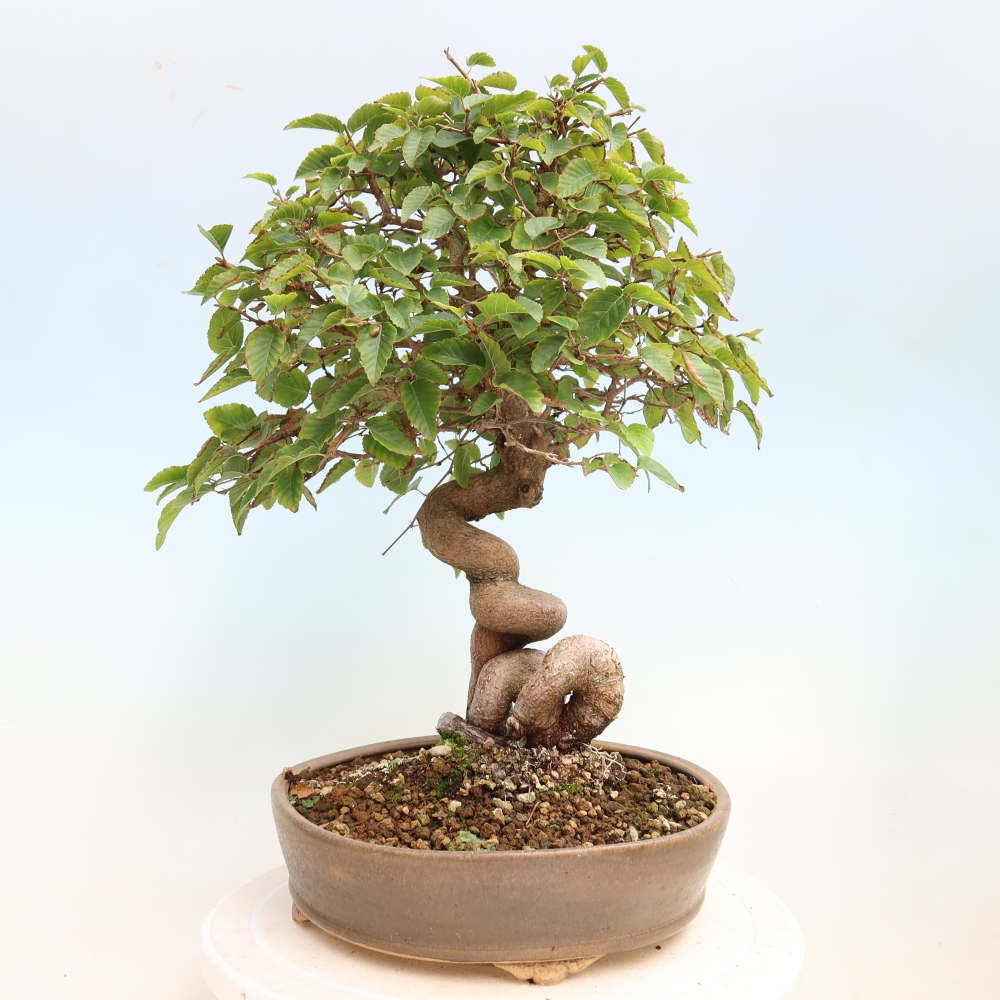Bonsai für draußen -Carpinus CARPINOIDES - Koreanische Hainbuche