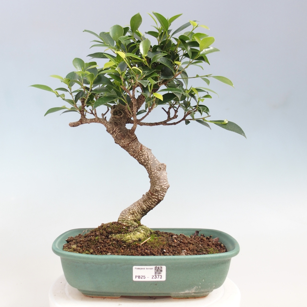 Indoor-Bonsai - Ficus kimmen - kleinblättriger Ficus