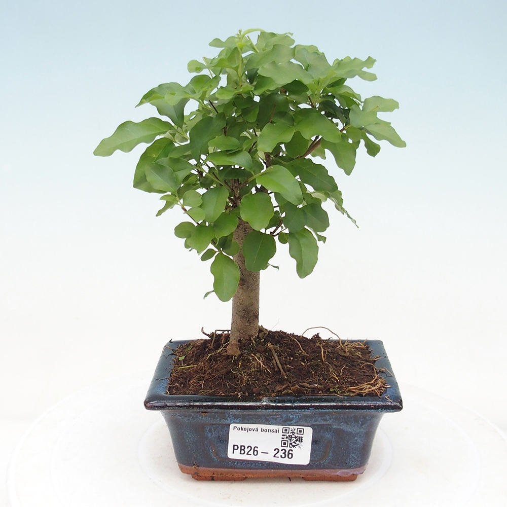 Zimmer Bonsai -Ligustrum chinensis - Vogelschnabel