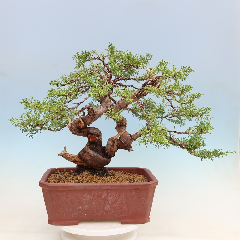 Bonsai für draußen - Juniperus chinensis Itoigawa-Juniperus chinensis