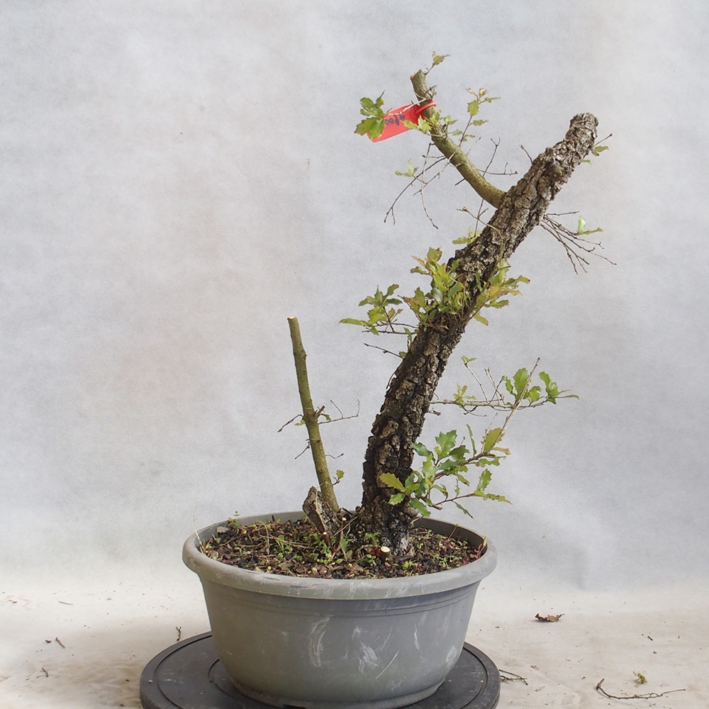 Freilandbonsai Quercus Cerris - Eiche Cer
