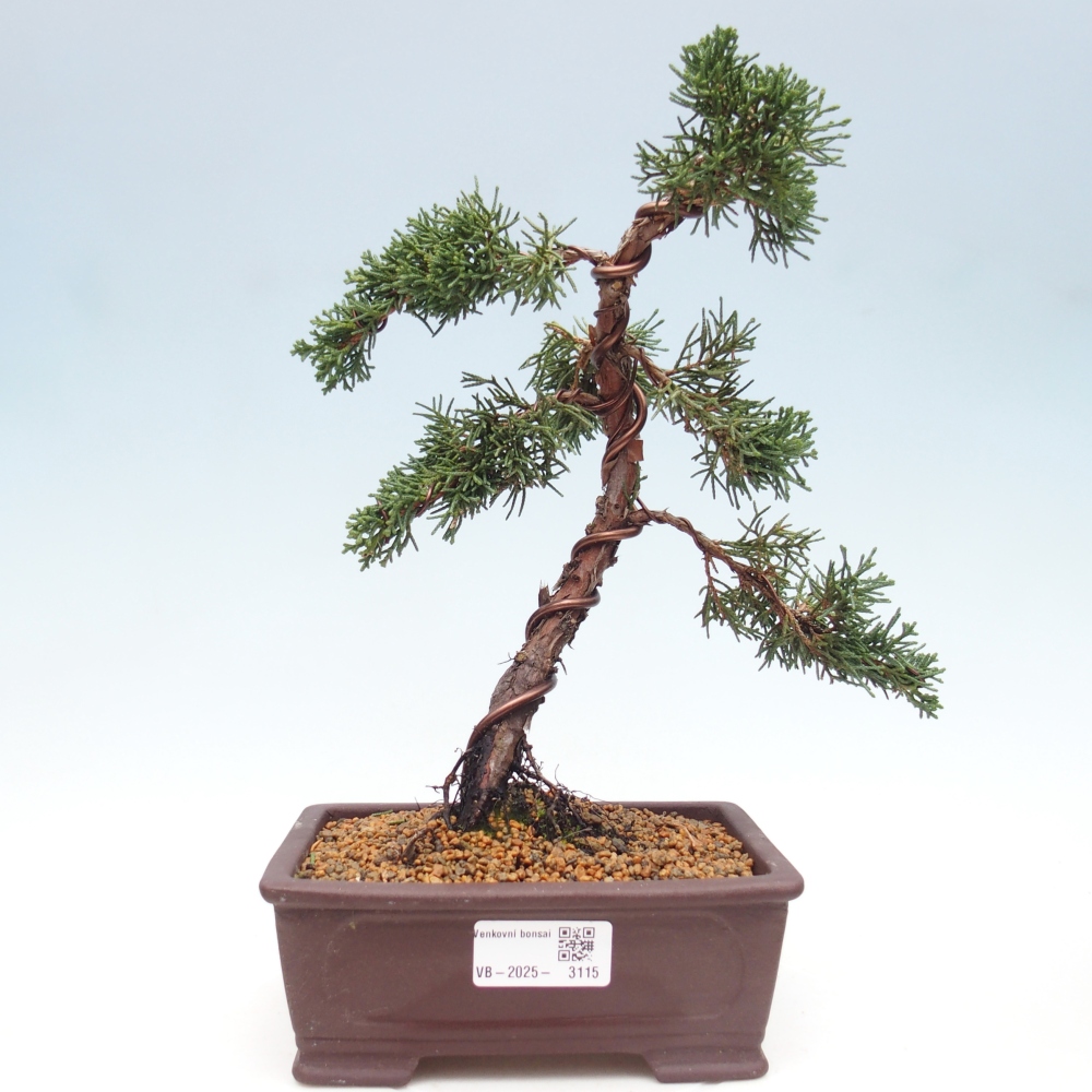 Bonsai im Freien - Juniperus chinensis Kishu - Chinesischer Wacholder
