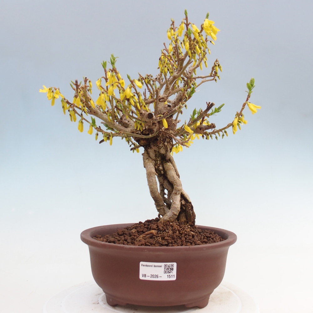 Bonsai für draußen - Zlatice - Forsythia koreana