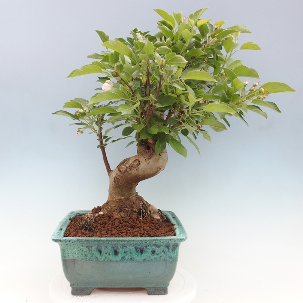 Bonsai im Freien - Malus halliana - Kleinfruchtiger Apfelbaum