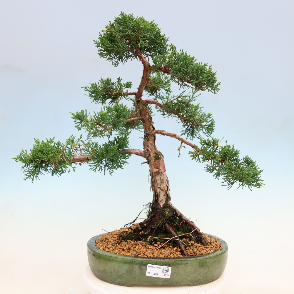 Bonsai für draußen - Juniperus chinensis Kishu