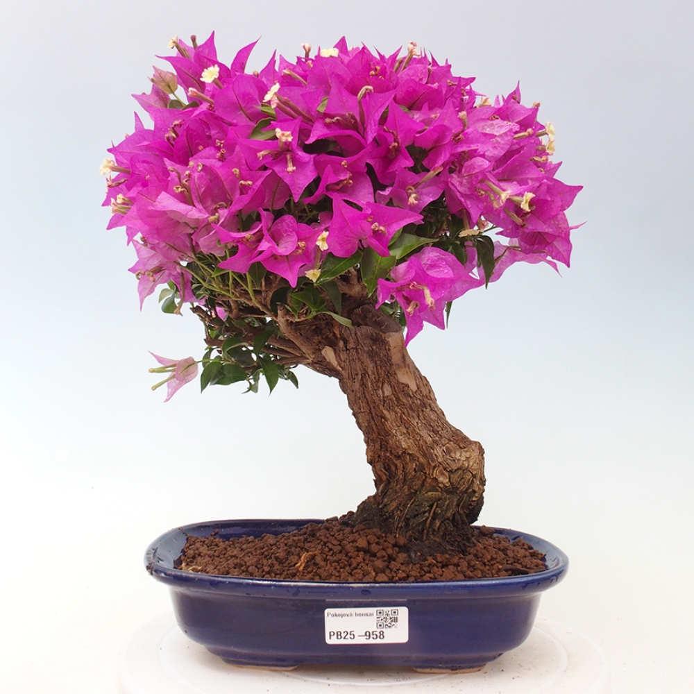Indoor Bonsai - Bouganwilea