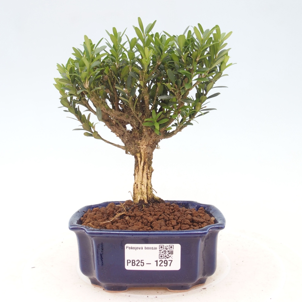 Zimmerbonsai - Buxus harlandii - Korkbuchsbaum