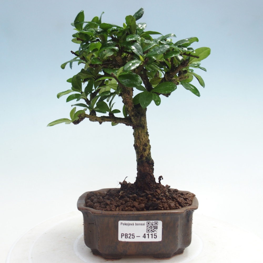 Zimmerbonsai - Carmona Macrophylla - Fuki-Tee