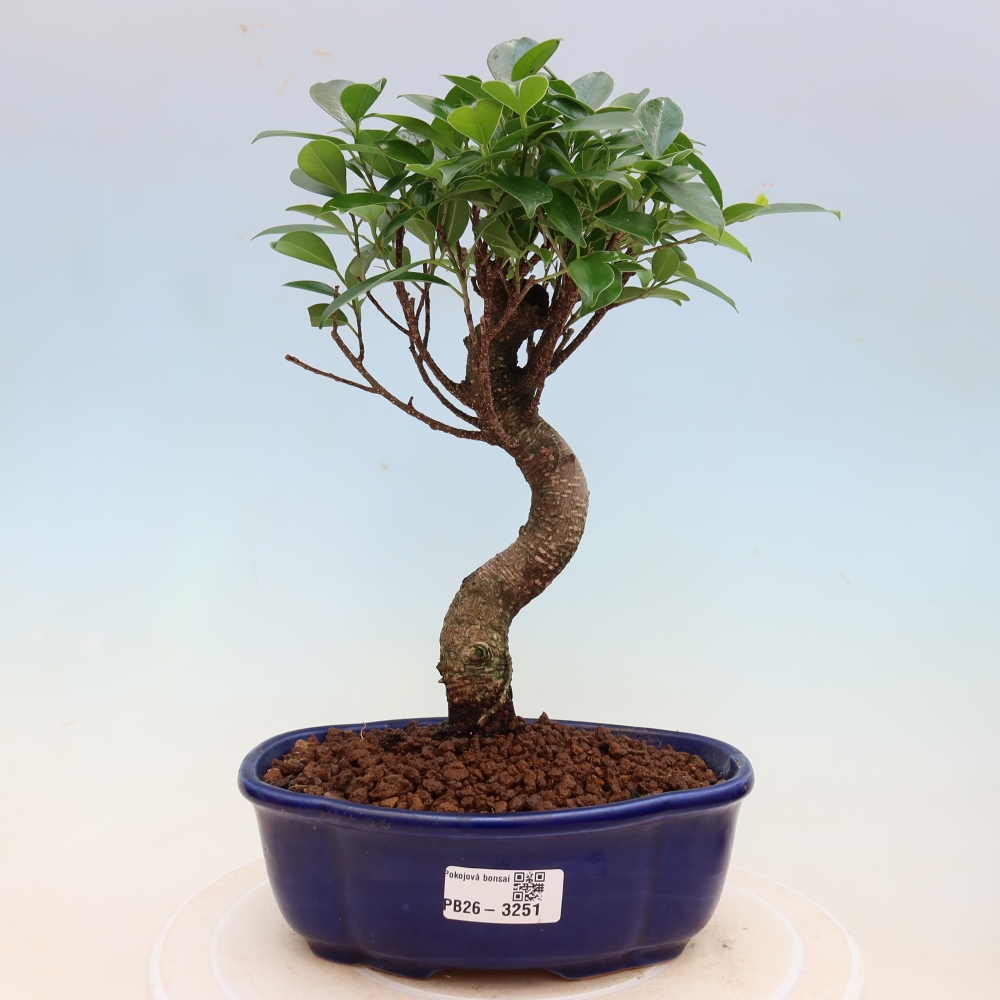 Zimmerbonsai - Ficus kimmen - Kleinblättriger Ficus