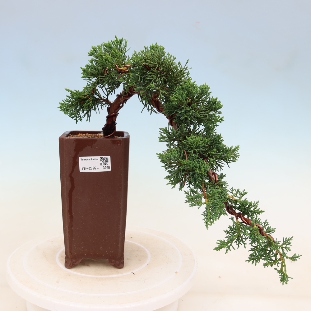 Bonsai für draußen - Juniperus chinensis Kishu