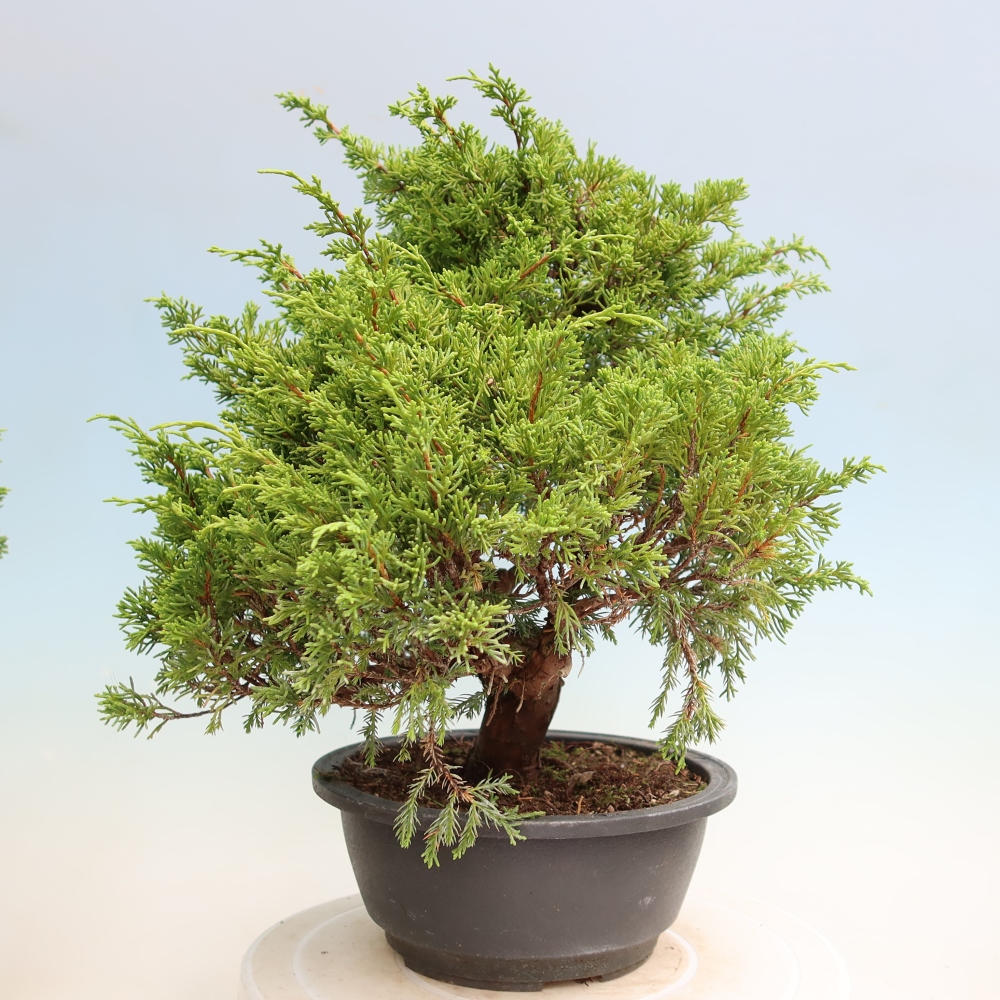 Bonsai für draußen - Juniperus chinensis Itoigawa-Juniperus chinensis