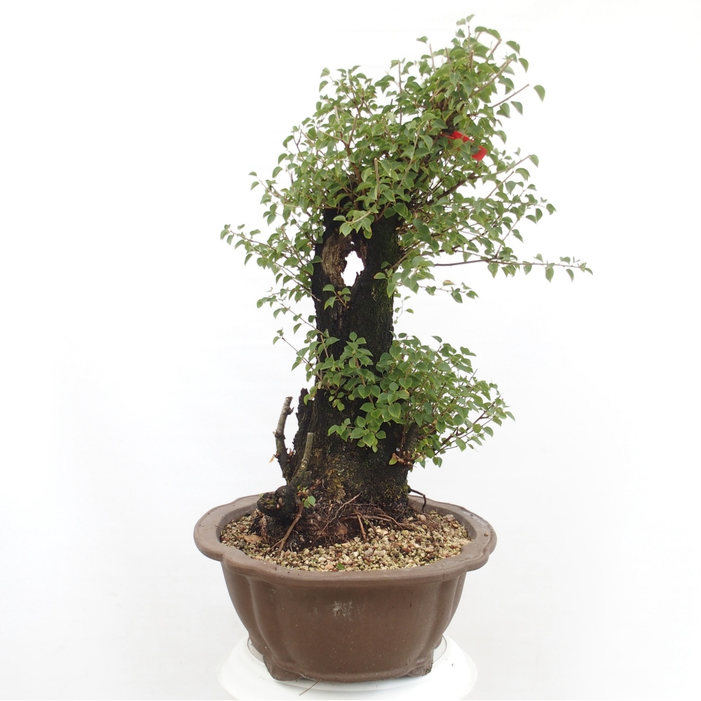 Bonsai im Freien - Mahalebka - Prunus mahaleb