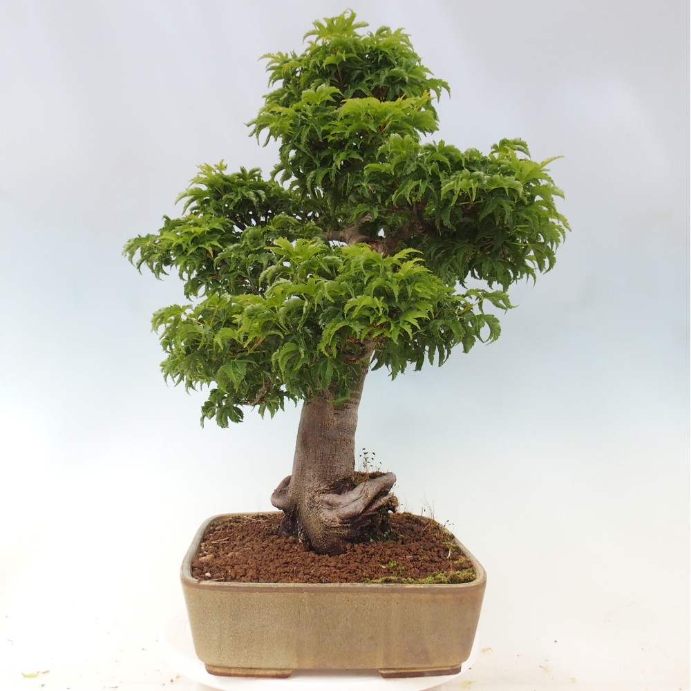 Bonsai für draußen -Javor-Palme Acer palmatum Shishigashira